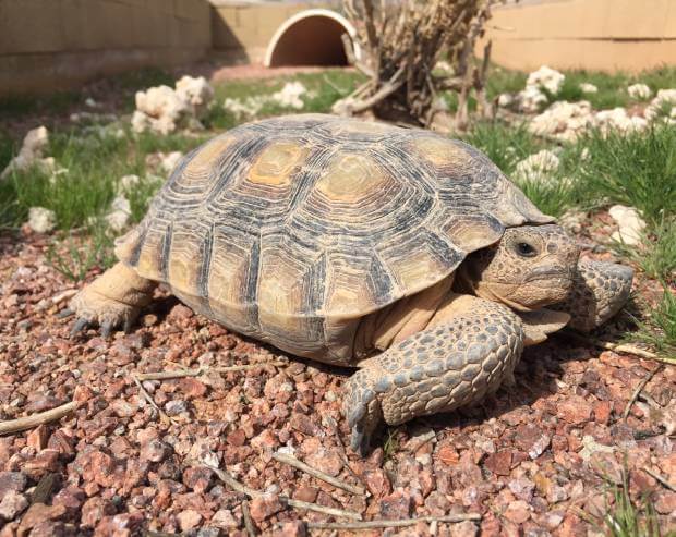 Tortoise-Group-Why-Choose-Us-Image