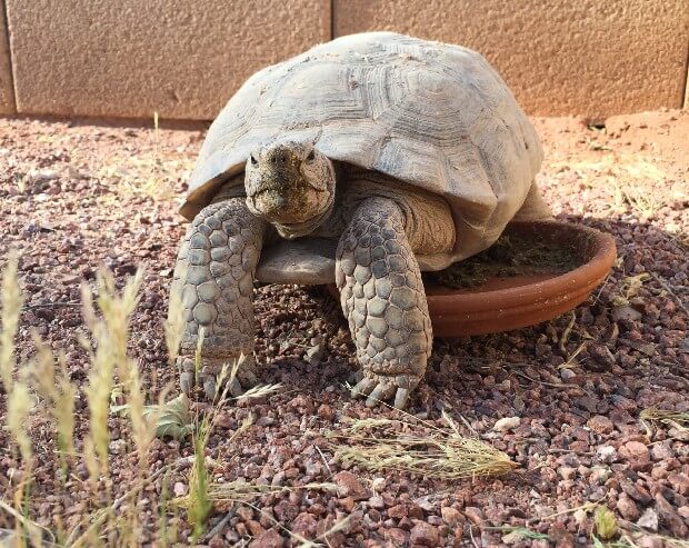 Tortoise-group-about-us-image