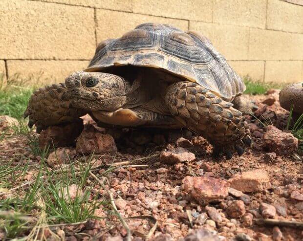 Desert-Tortoise-Section-Image-2