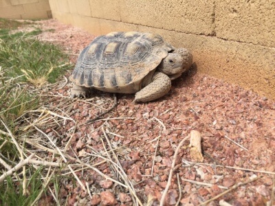 I-found-a-tortoise