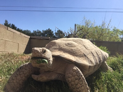 I-have-a-tortoise