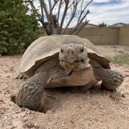 Volunteer-Service-Image