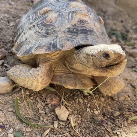 Wild-Conservation-Efforts-Image